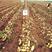 荷兰十五土豆大量供应产地新鲜现采品质保障