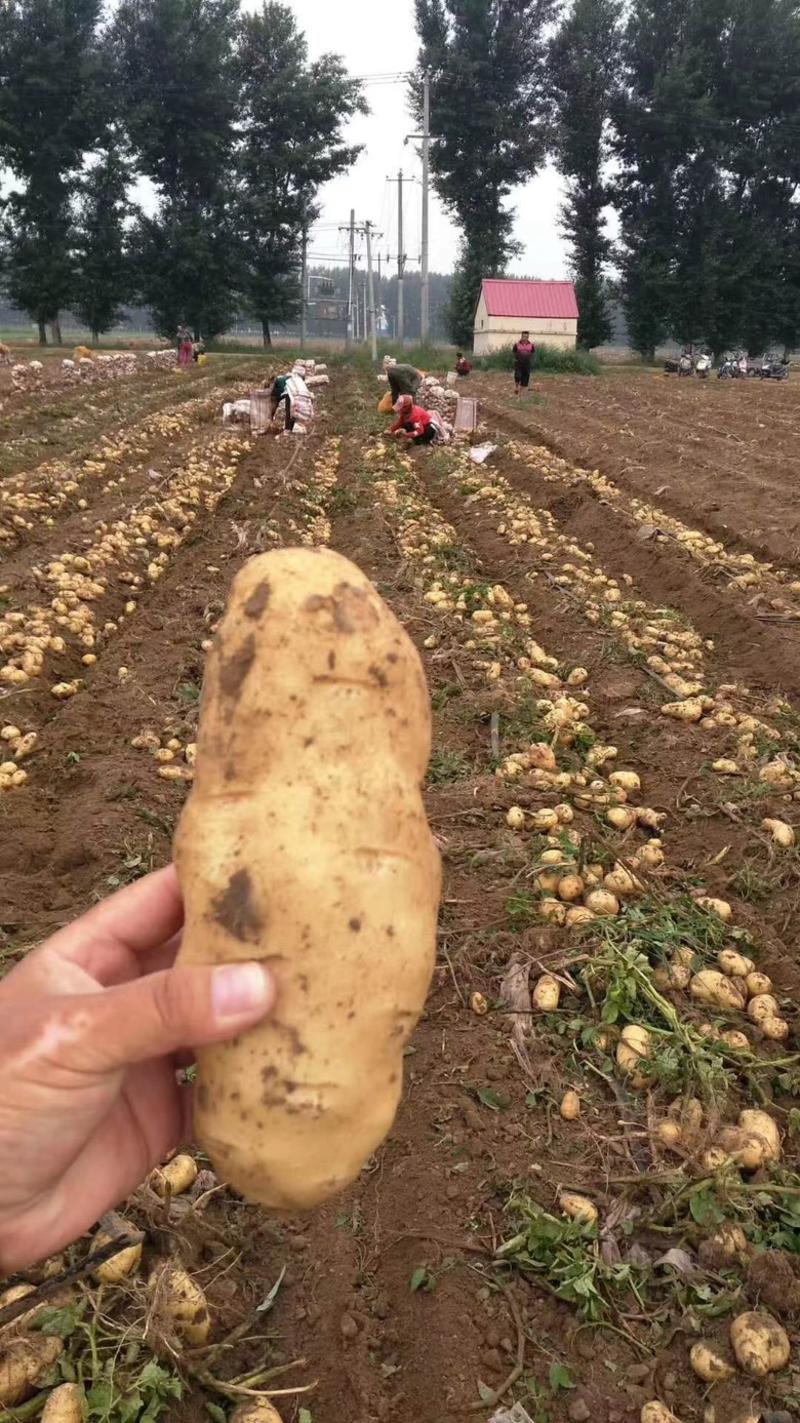 荷兰十五土豆大量供应产地新鲜现采品质保障
