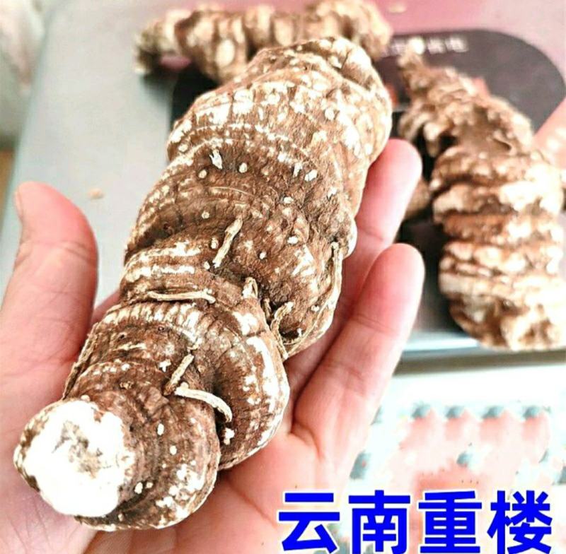 中药材重楼云南野生重楼七叶一枝花野生滇重楼包邮