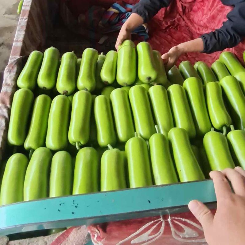 精品瓠子