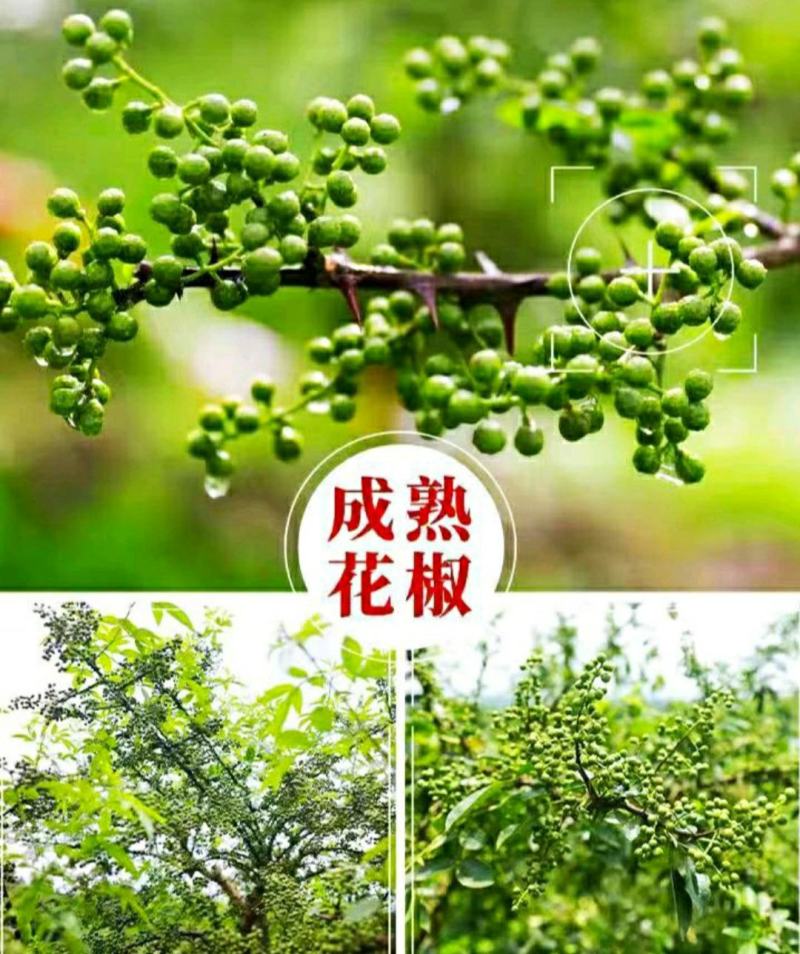 农家青花椒特麻特香青花椒颗粒饱满干净无杂炖肉调料