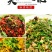 农家青花椒特麻特香青花椒颗粒饱满干净无杂炖肉调料