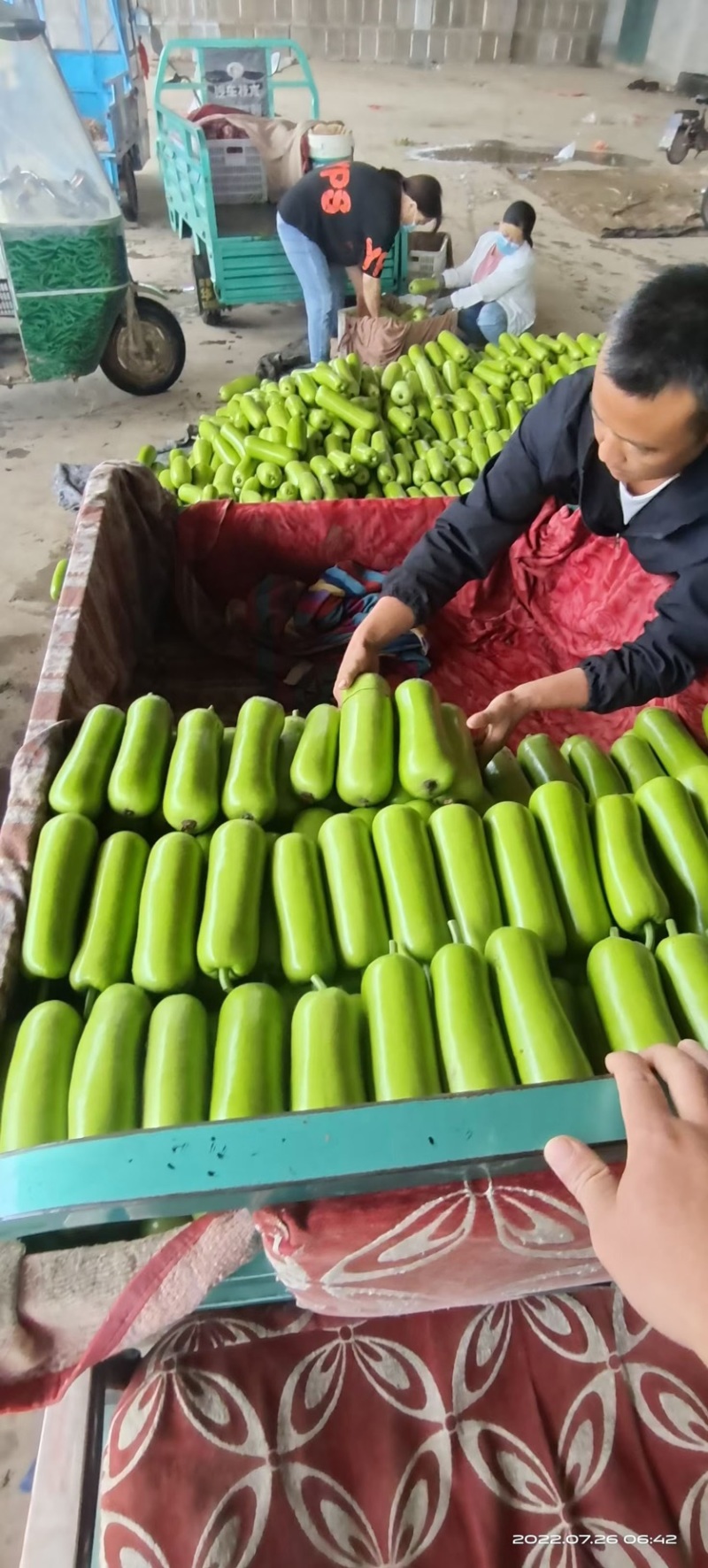精品瓠子