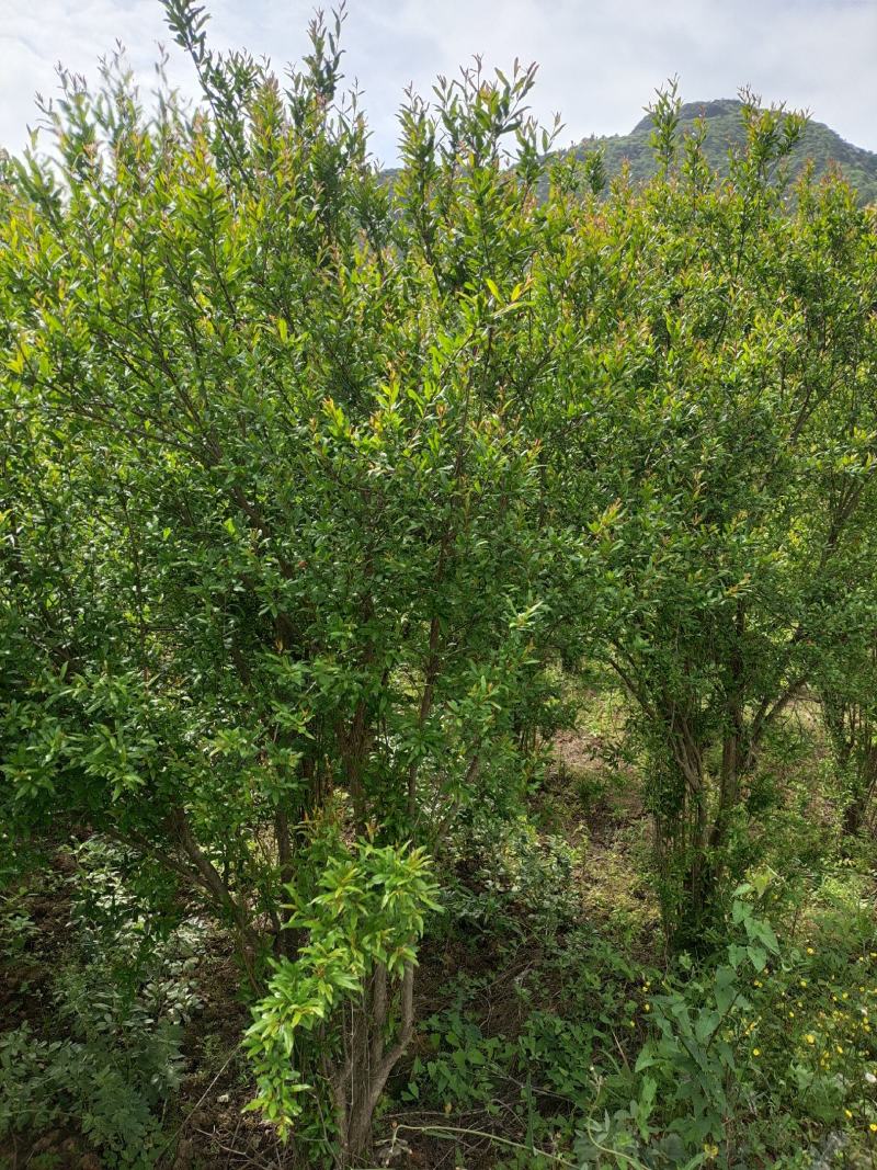 高度2米花石榴（苗圃直供，树型精品，价格实惠）