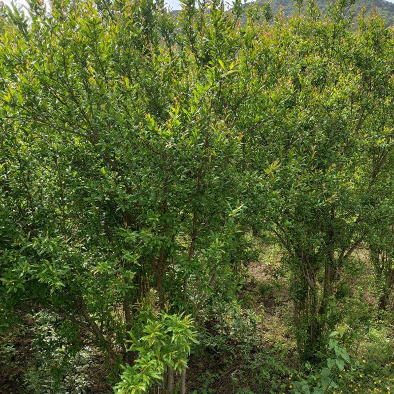 高度2米花石榴（苗圃直供，树型精品，价格实惠）