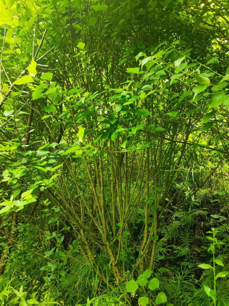 丛生紫荆（基地直供，树型精品）