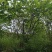 丛生紫荆（基地直供，树型精品）