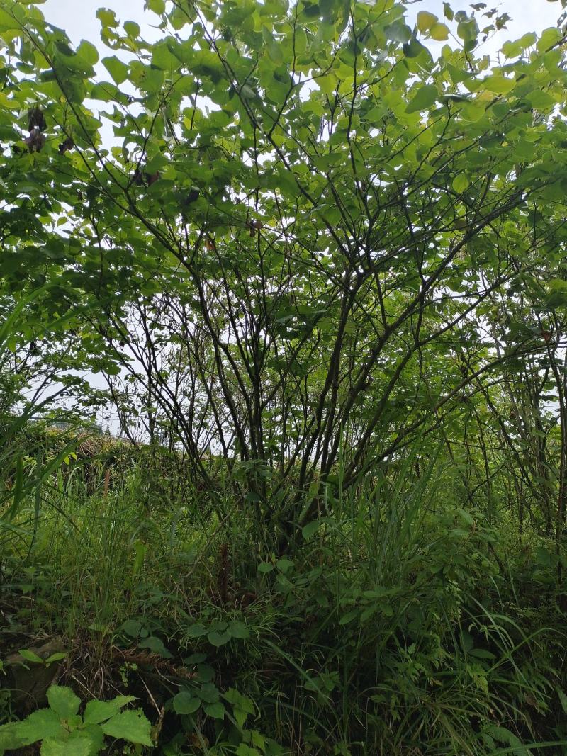 丛生紫荆（基地直供，树型精品）