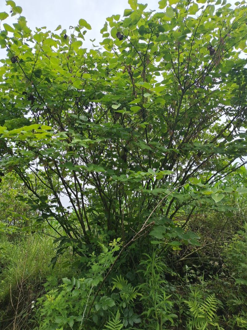 丛生紫荆（基地直供，树型精品）