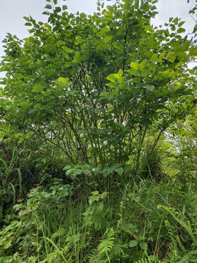 丛生紫荆（基地直供，树型精品）