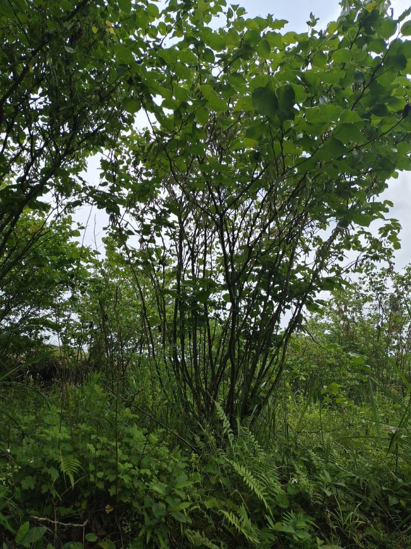 丛生紫荆（基地直供，树型精品）