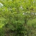 丛生紫荆（基地直供，树型精品）