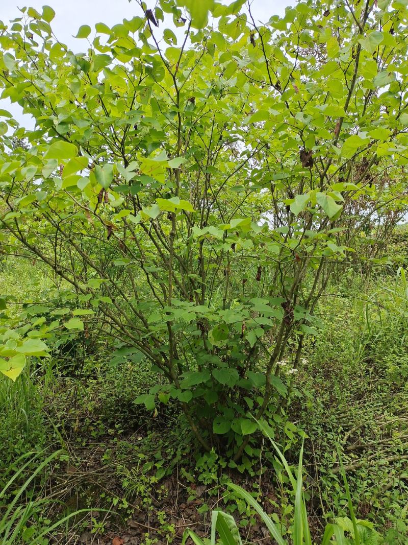 丛生紫荆（基地直供，树型精品）