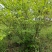 丛生紫荆（基地直供，树型精品）
