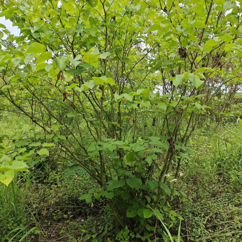 丛生紫荆（基地直供，树型精品）