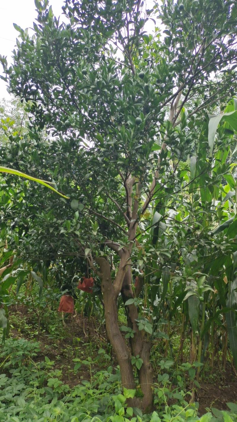 12公分红心柚子树（苗圃直供，树型好，价格实惠）
