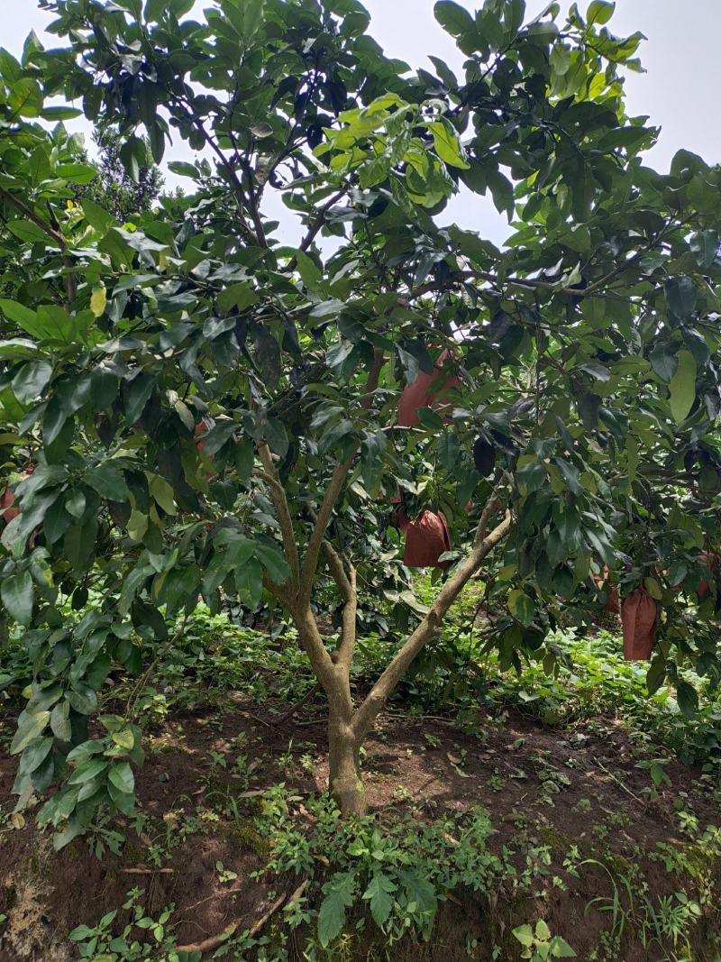 12公分红心柚子树（苗圃直供，树型好，价格实惠）