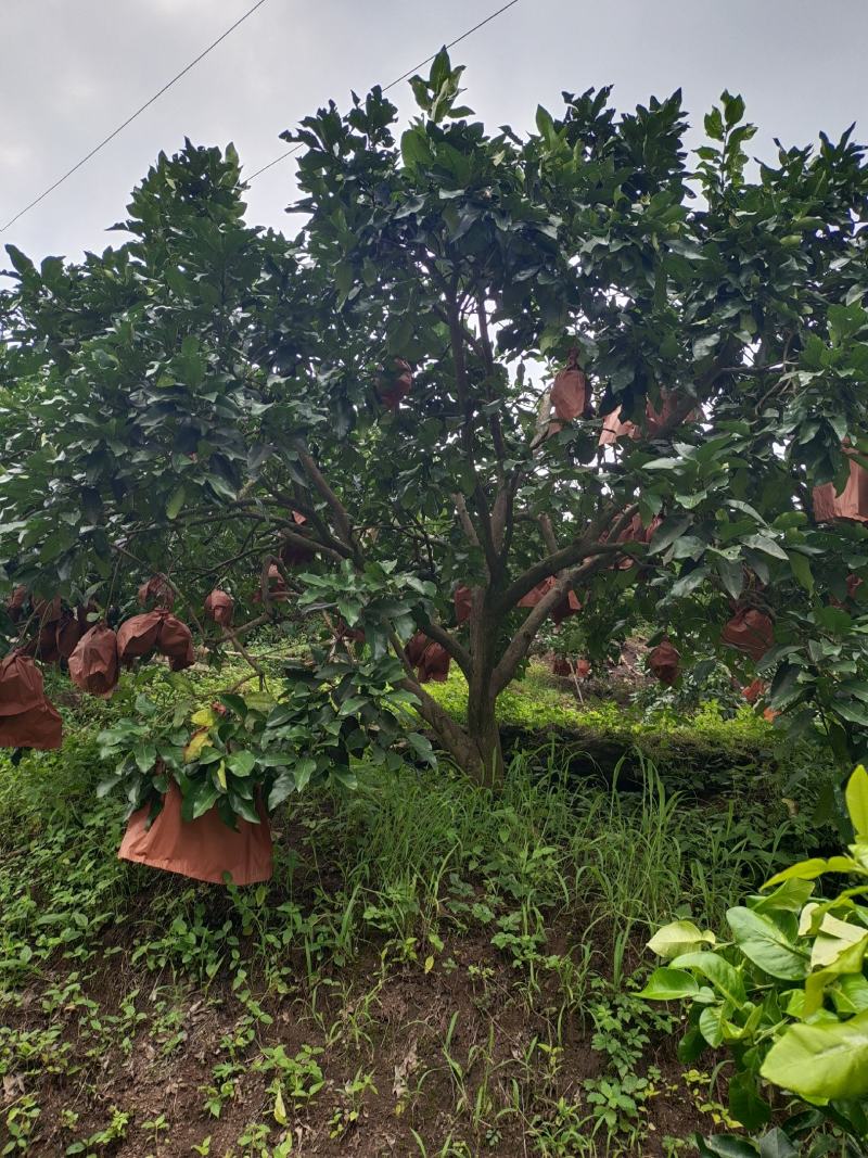 12公分红心柚子树（苗圃直供，树型好，价格实惠）