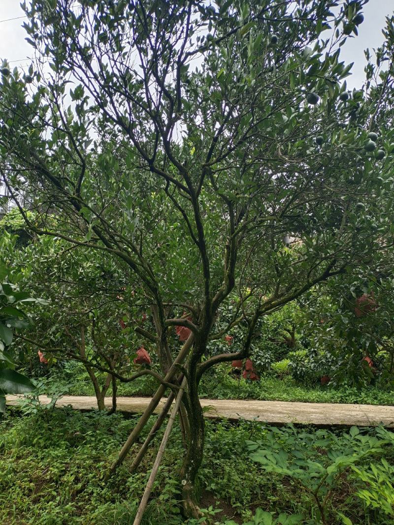 12公分红心柚子树（苗圃直供，树型好，价格实惠）