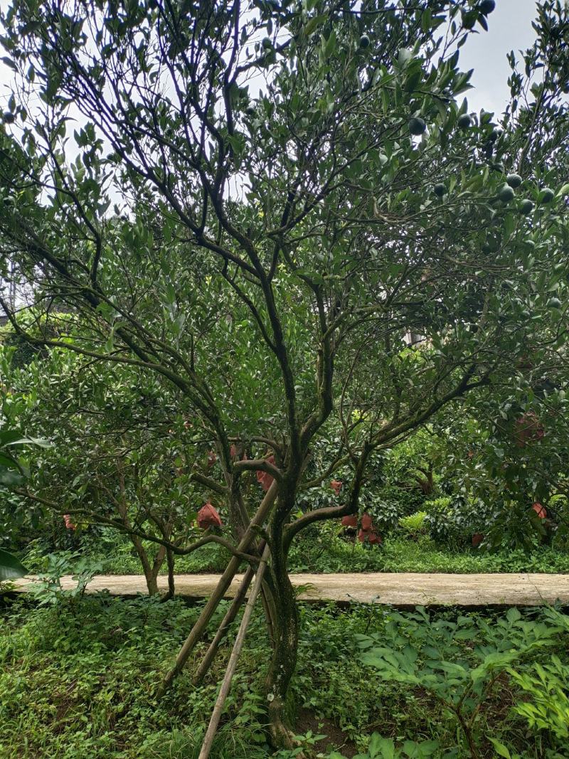 12公分红心柚子树（苗圃直供，树型好，价格实惠）