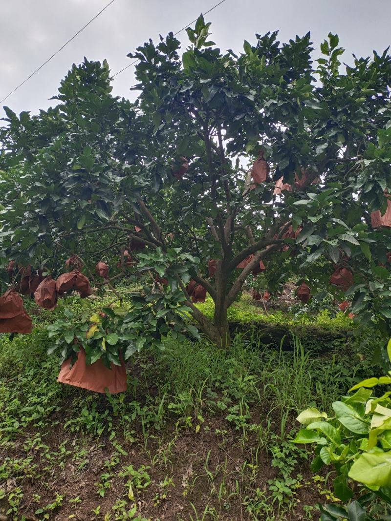 12公分红心柚子树（苗圃直供，树型好，价格实惠）