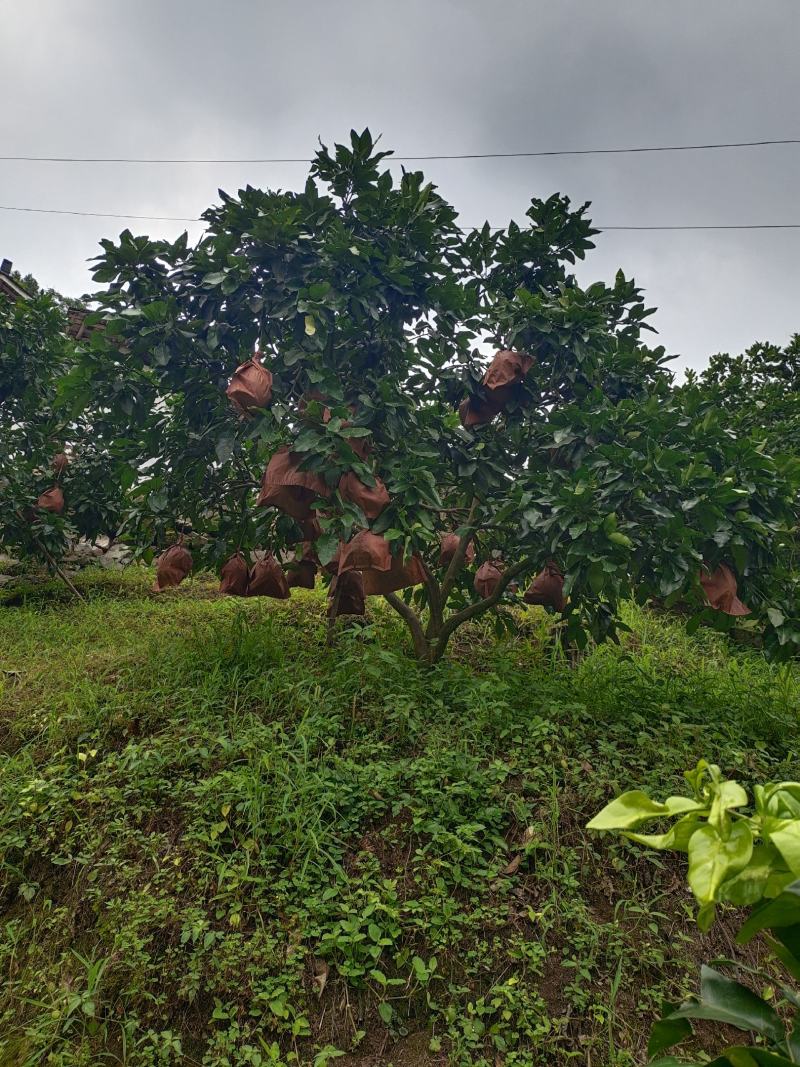 12公分红心柚子树（苗圃直供，树型好，价格实惠）