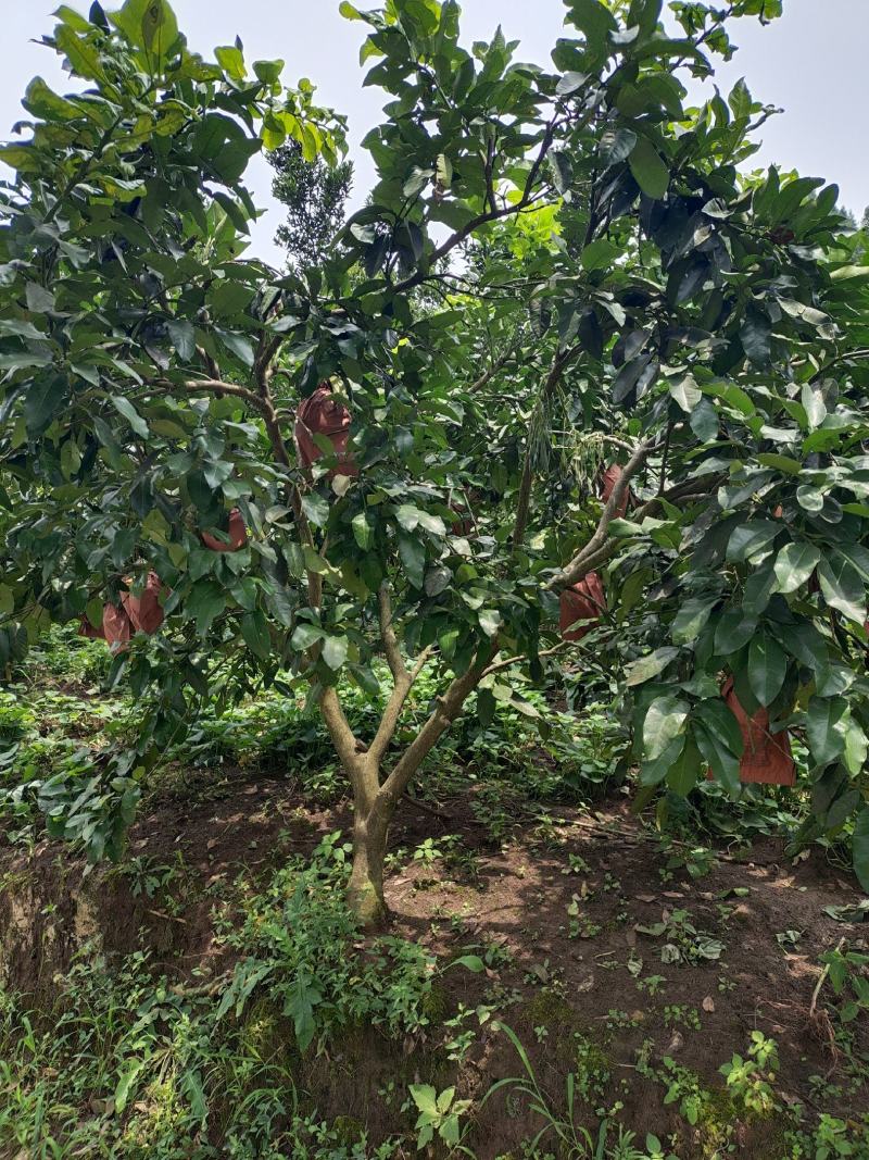 12公分红心柚子树（苗圃直供，树型好，价格实惠）