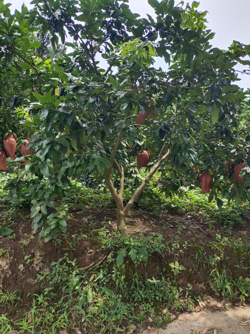 12公分红心柚子树（苗圃直供，树型好，价格实惠）