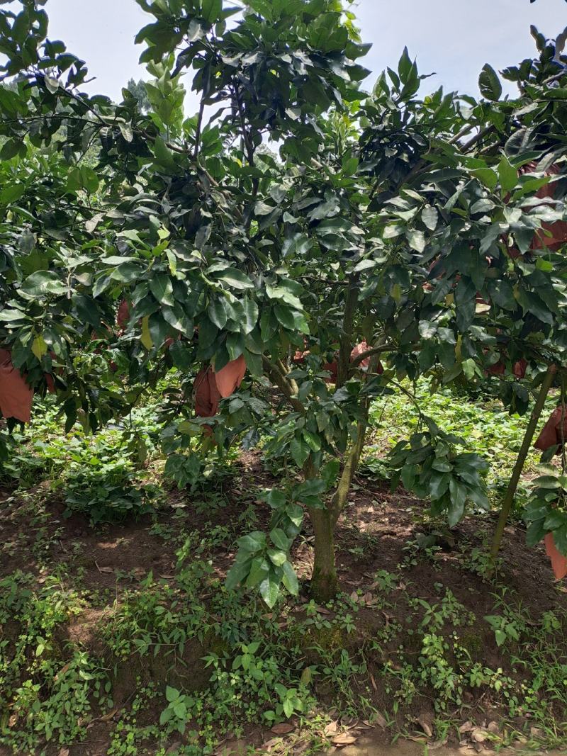 12公分红心柚子树（苗圃直供，树型好，价格实惠）