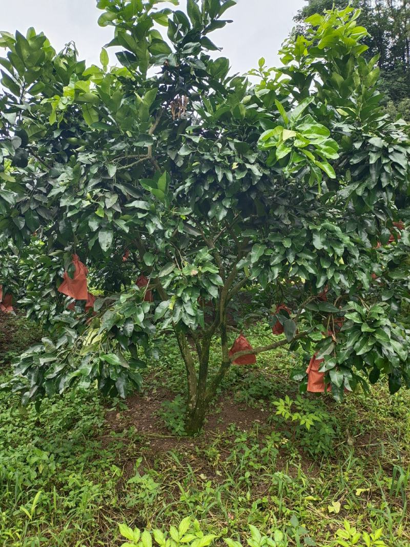 12公分红心柚子树（苗圃直供，树型好，价格实惠）