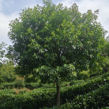 10公分杜英（苗圃直供，树型好，价格实惠）