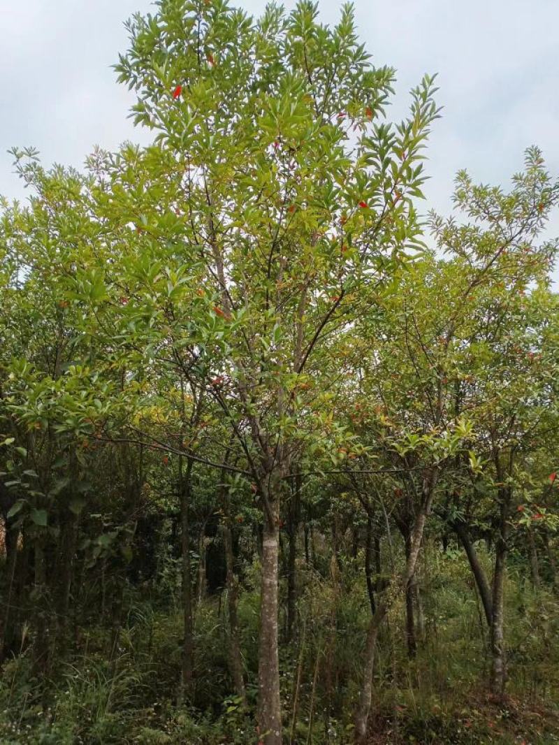 10公分杜英（苗圃直供，树型好，价格实惠）