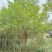 10公分杜英（苗圃直供，树型好，价格实惠）