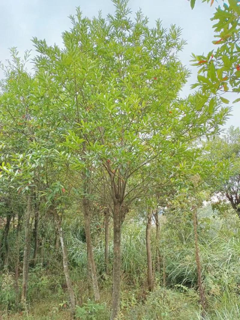 10公分杜英（苗圃直供，树型好，价格实惠）
