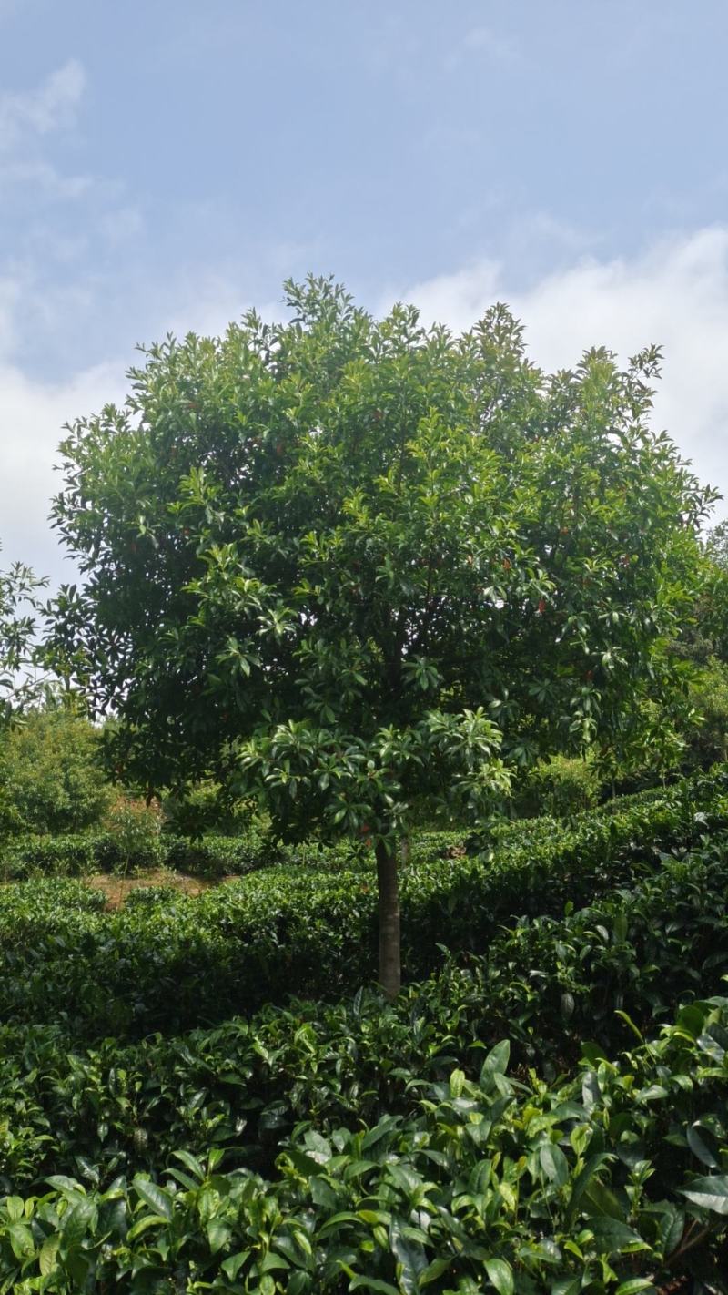 10公分杜英（苗圃直供，树型好，价格实惠）