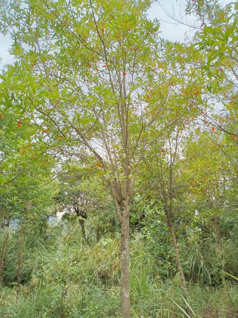 10公分杜英（苗圃直供，树型好，价格实惠）