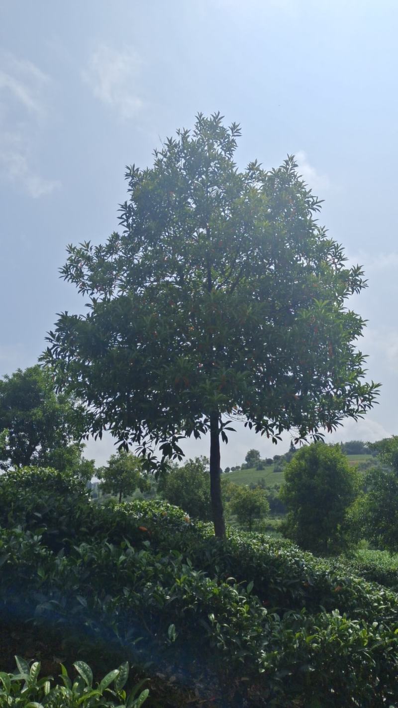 10公分杜英（苗圃直供，树型好，价格实惠）