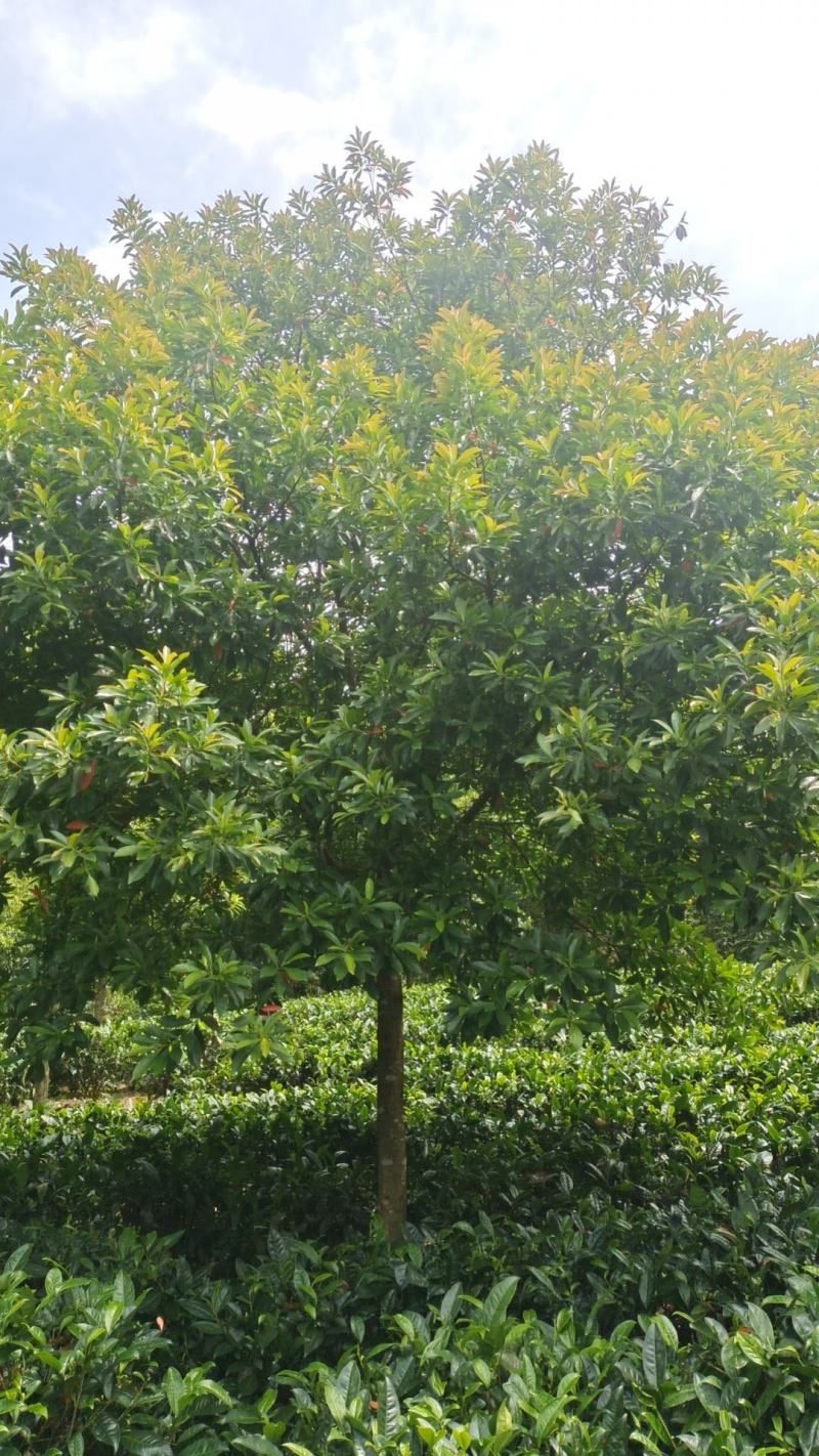 10公分杜英（苗圃直供，树型好，价格实惠）
