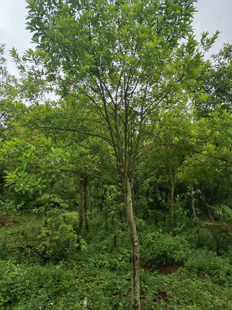 10公分杜英（苗圃直供，树型好，价格实惠）