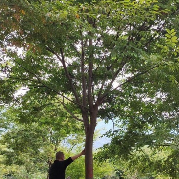 15公分榉树（苗圃直供，树型精品，价格实惠）