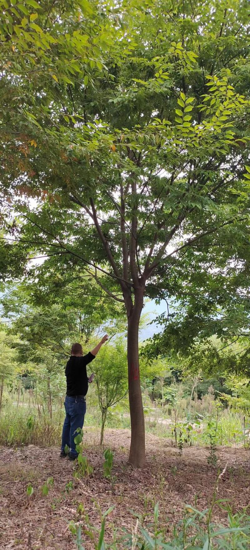 15公分榉树（苗圃直供，树型精品，价格实惠）