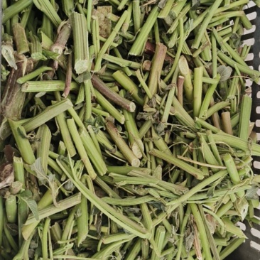 苋菜茎