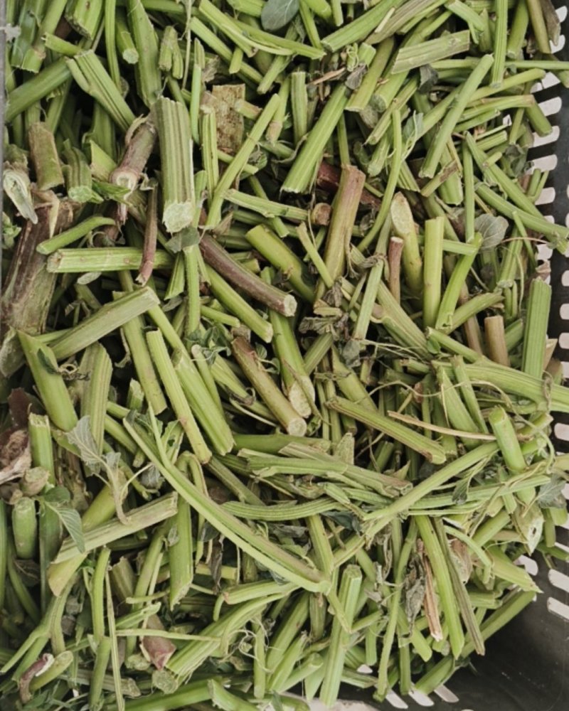苋菜茎