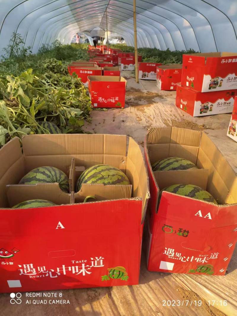 精品西瓜麒麟瓜大量上市货源充足量大从优品质好欢迎咨询