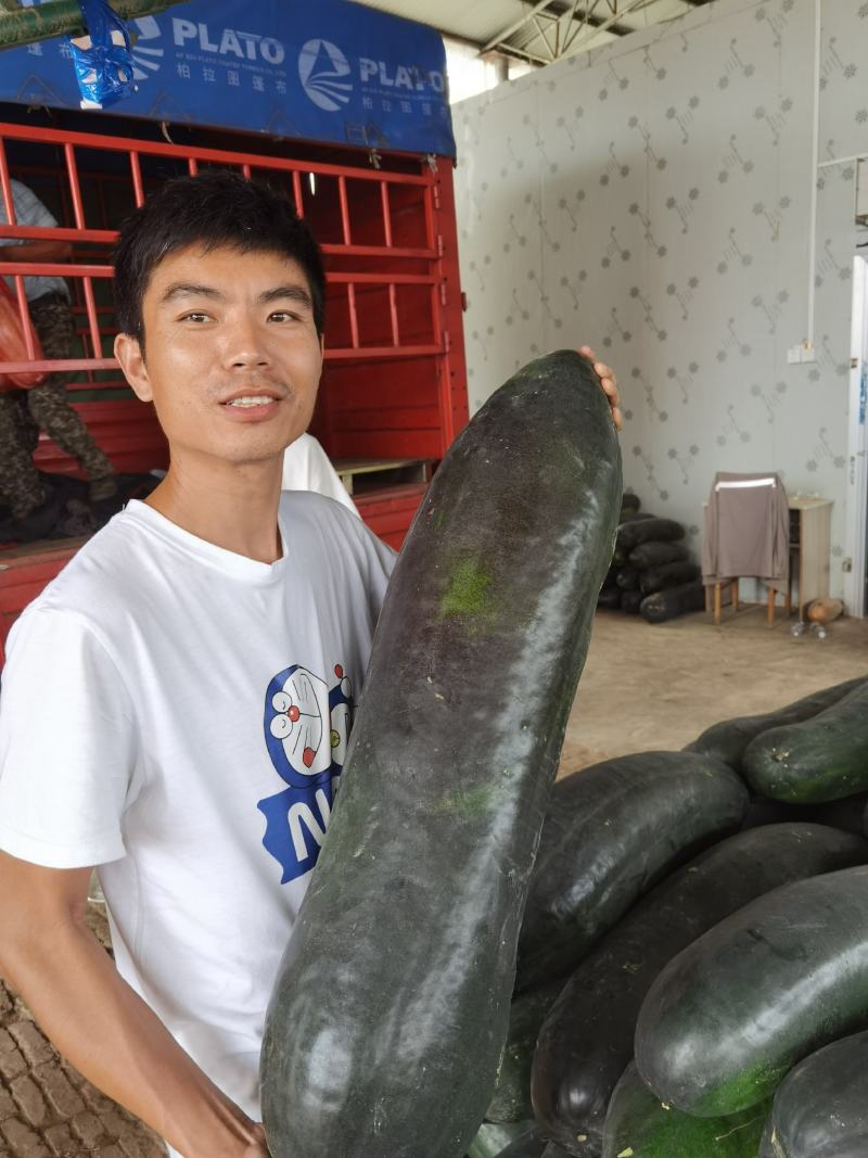 黑皮冬瓜产地直供大量供应，欢迎新老朋友前来订购
