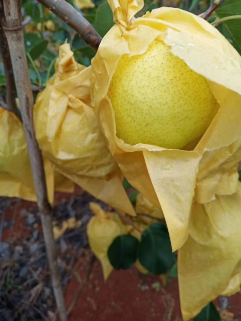 雪花梨云南红河雪花梨大量上市中品质保障量大从优