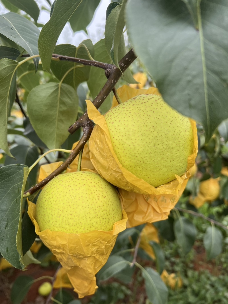 雪花梨云南红河雪花梨大量上市中品质保障量大从优