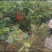河南黄金梨种植基地物美价廉，量大从优欢迎新老客户光临惠顾
