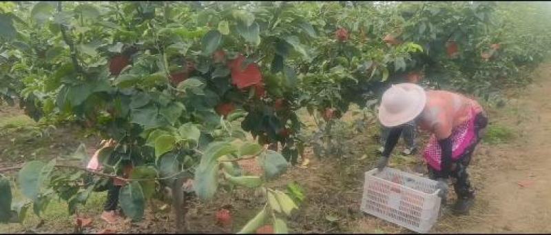河南黄金梨种植基地物美价廉，量大从优欢迎新老客户光临惠顾