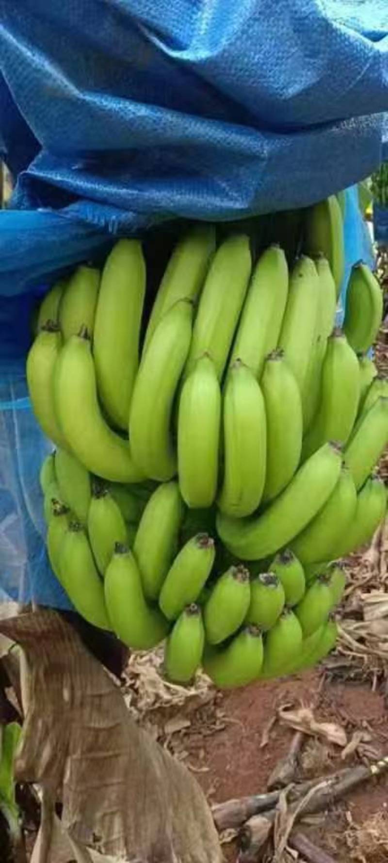 一手货吗，基地大量香蕉上市，品质较好，欢迎订购！
